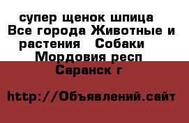 супер щенок шпица - Все города Животные и растения » Собаки   . Мордовия респ.,Саранск г.